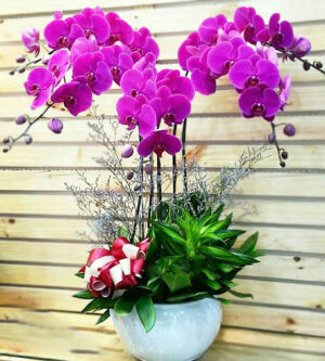 Hoa lan hồ điệp